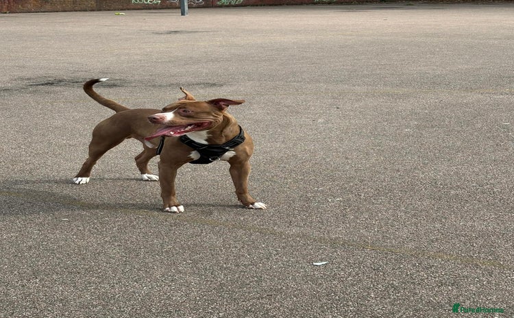 Staffordshire Bull Terrier dogs - Advert 8