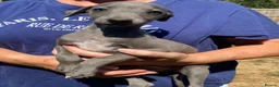 Whippet dogs for sale: Beautiful blue/brindle Whippets  - Advert 24