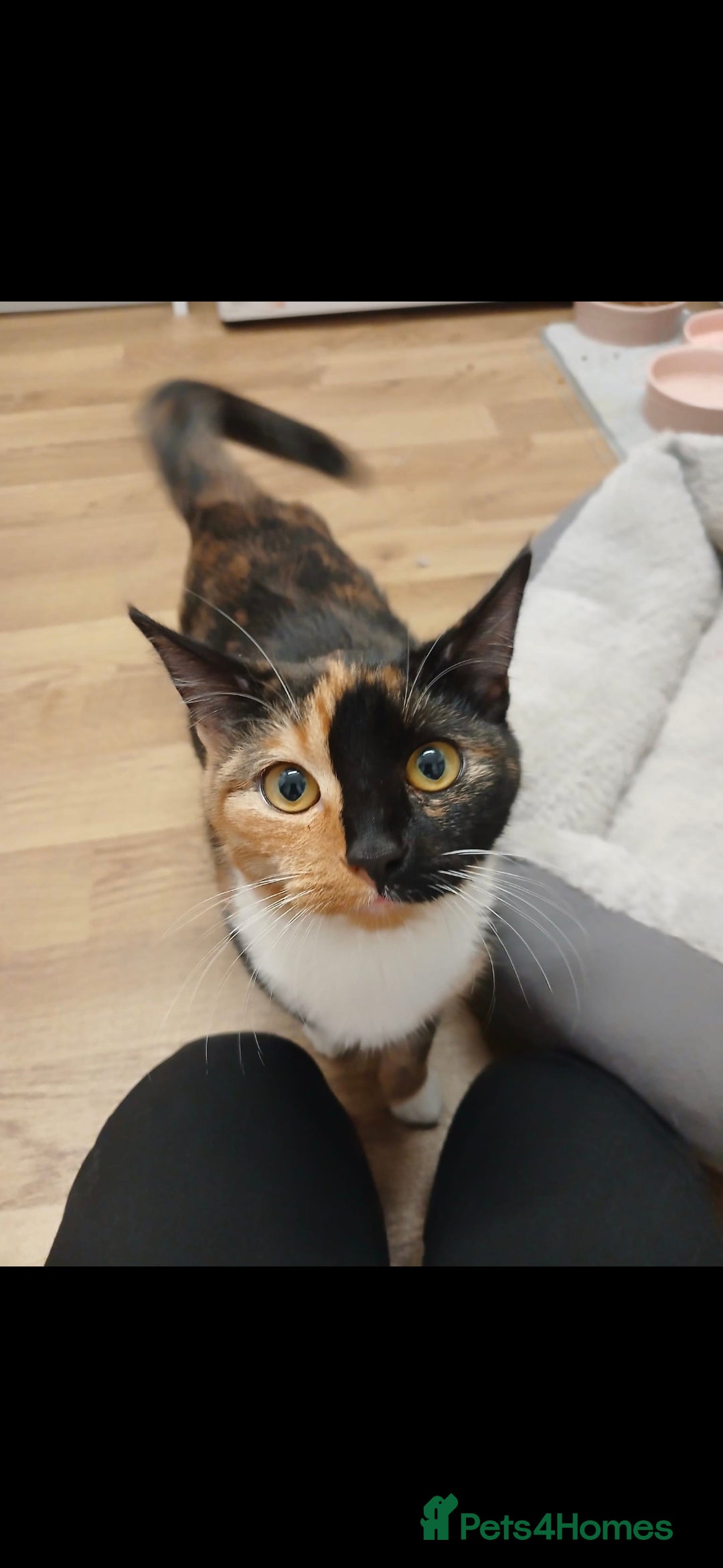 Domestic Shorthair cats 6 MONTHS OLD MISCHA. - Advert 8