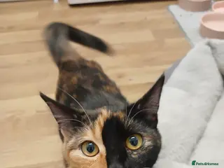 Domestic Shorthair cats 6 MONTHS OLD MISCHA. - Advert 8