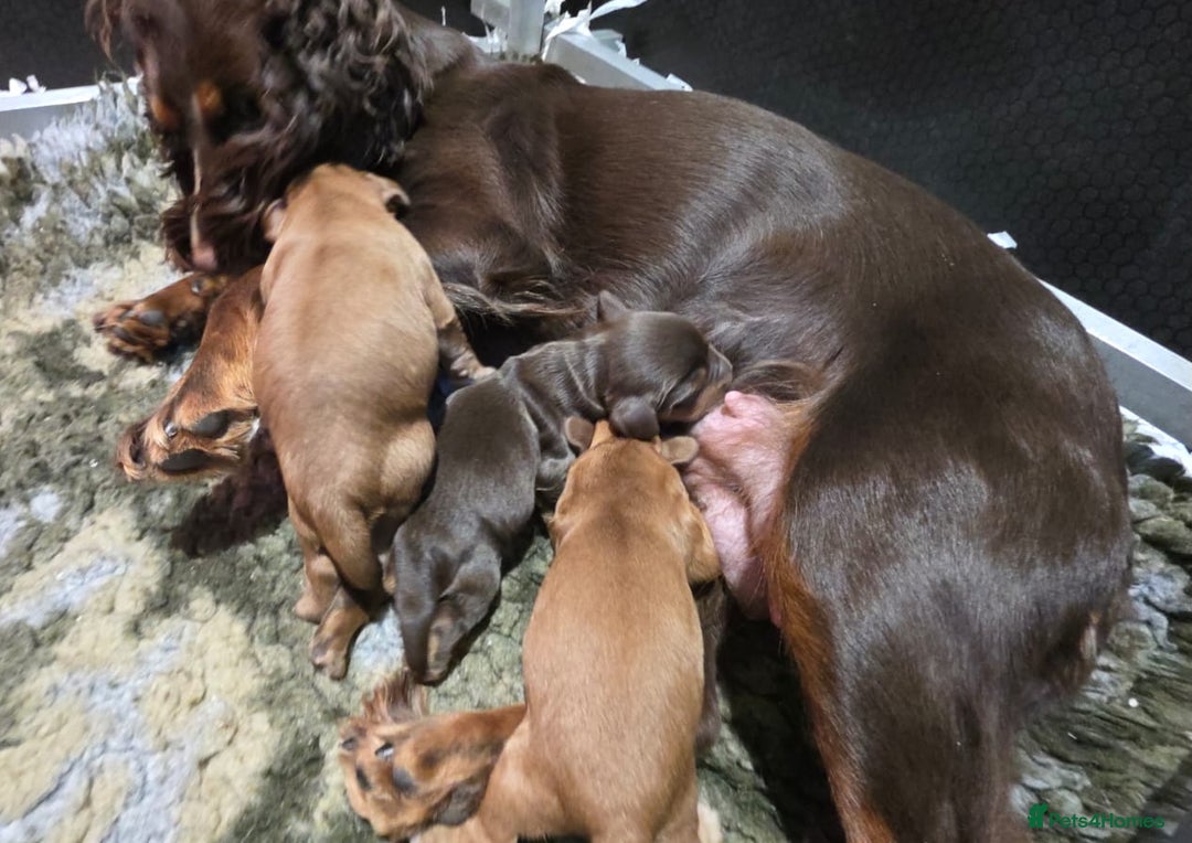 Cocker Spaniel dogs for sale: CUDDLY LITTER OF COCKER SPANIELS,TESTED PARENTS - Image 12