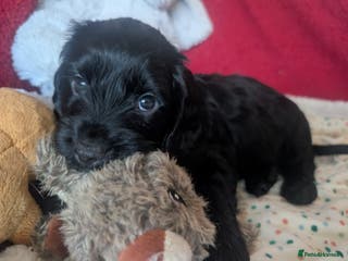 Cockapoo dogs Cockapoo F2b Pups Ready for Their Forever Homes - Advert 14