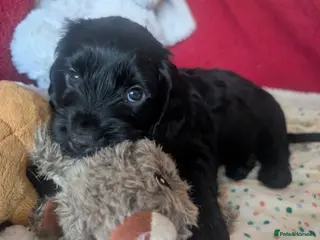 Cockapoo dogs All Puppies Now Reserved - No Puppies Left - Advert 17