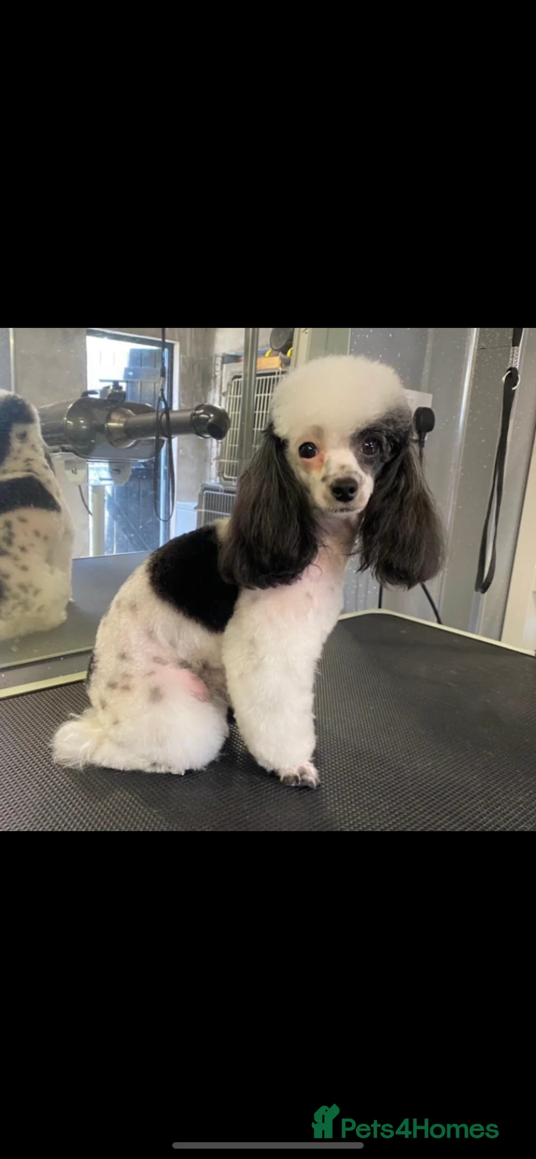 Toy Poodle dogs for stud: Tiny Asian toy poodle 8 inch tall  in Maesteg - Advert 4