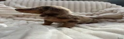Miniature Dachshund dogs for sale: Fabulous Litter of Long haired dachshund puppies  - Advert 14
