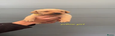Yellow cllar