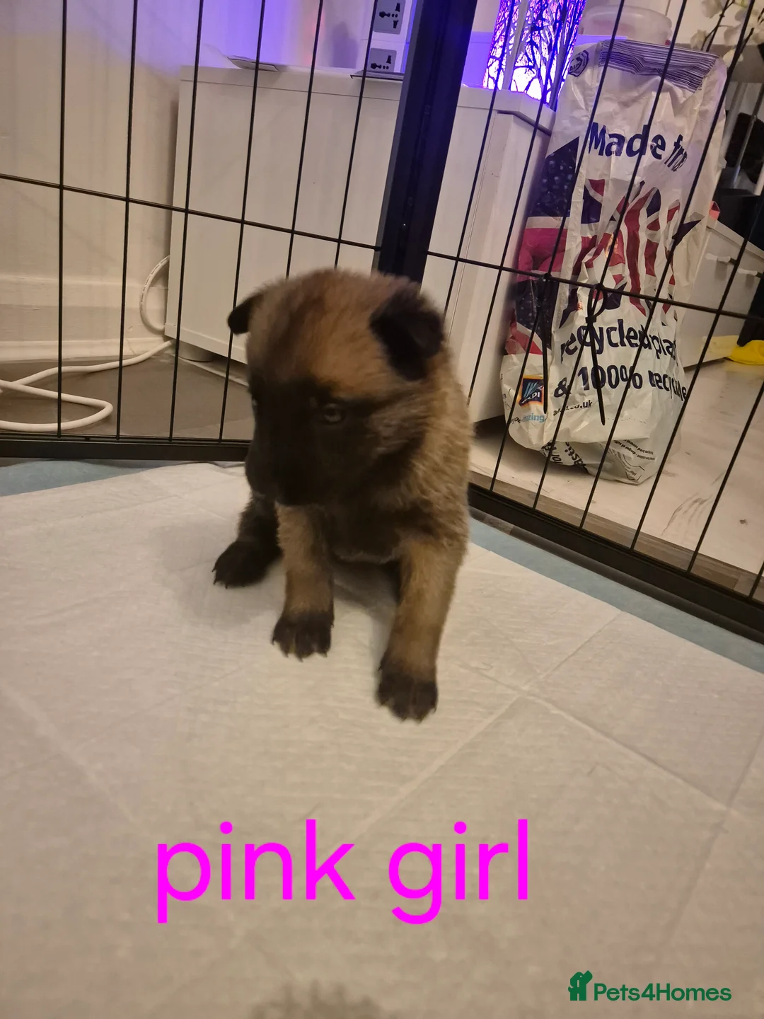Belgian Shepherd Dog dogs for sale: KC Registered Belgian Malinois - Advert 21