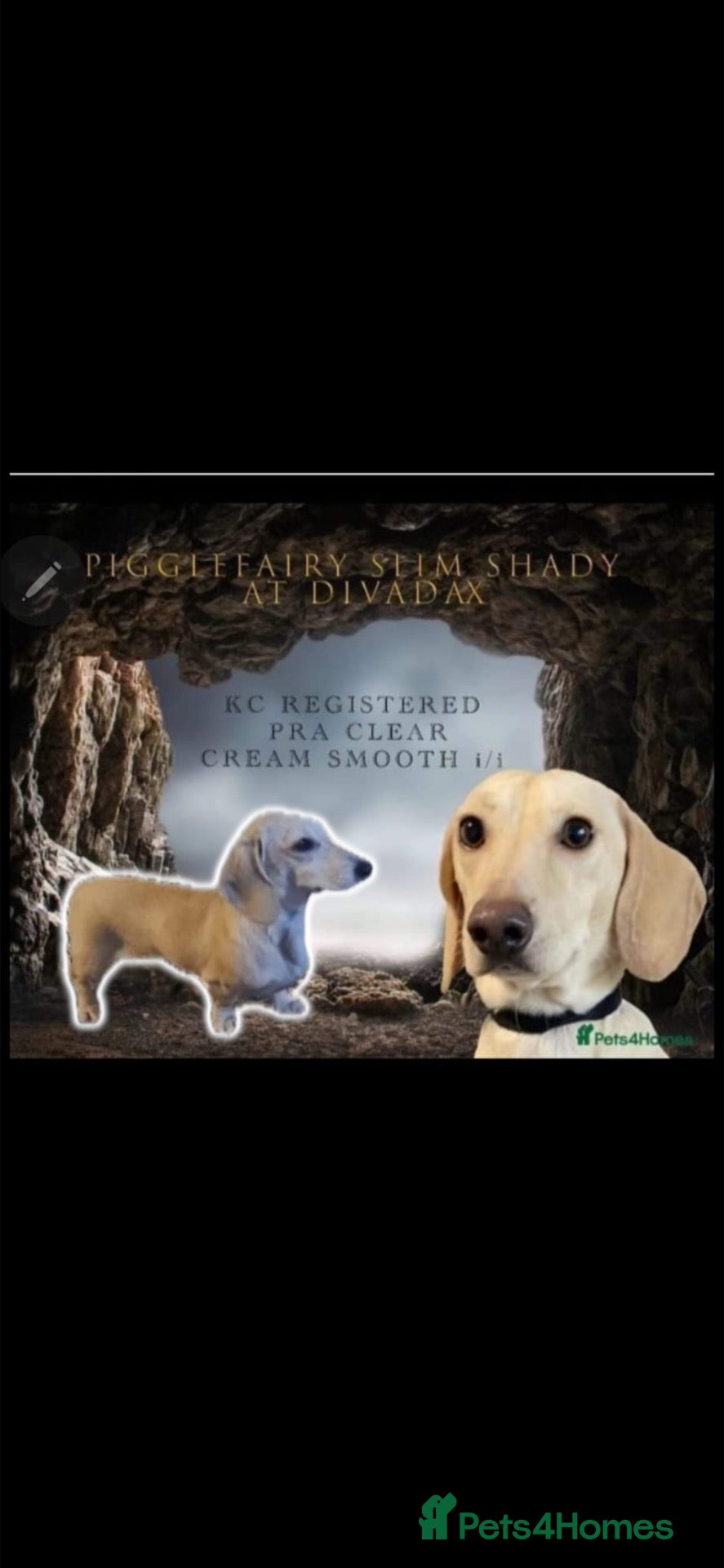 Miniature Dachshund dogs miniature dapple boys  - Advert 2