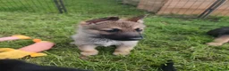 Mixed Breed dogs for sale: German Shepherd x Husky/Northern Inuit Puppies - Advert 17
