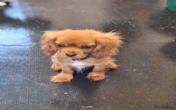 Cavalier King Charles Spaniel dogs for sale: Ruby red cavalier girl - Image 5