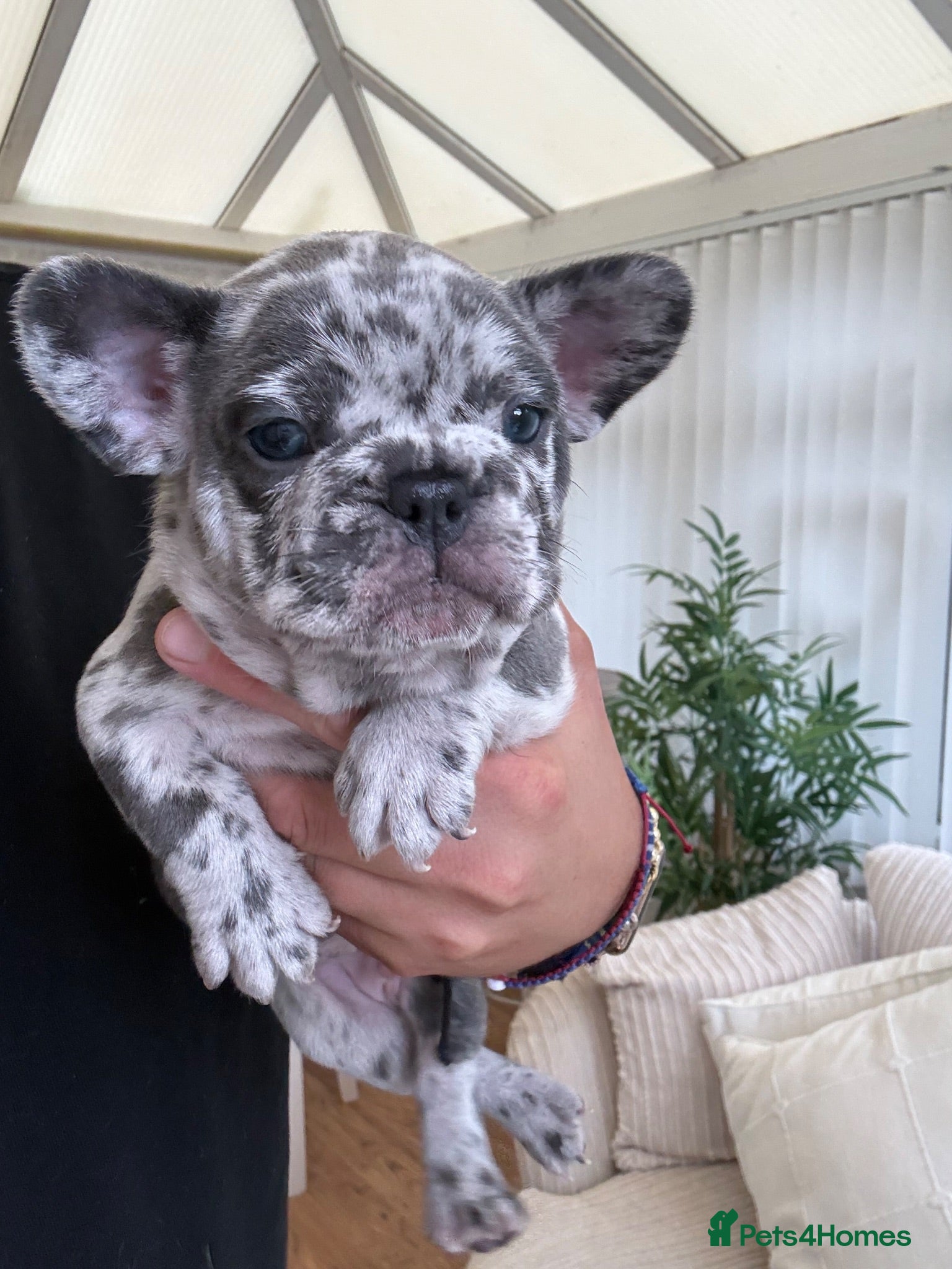 French Bulldog dogs Beautiful French bulldogs  - Advert 1