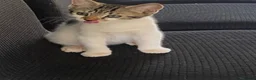 Mixed Breed cats for sale: Beautiful, friendly kittens looking for new home - Advert 6