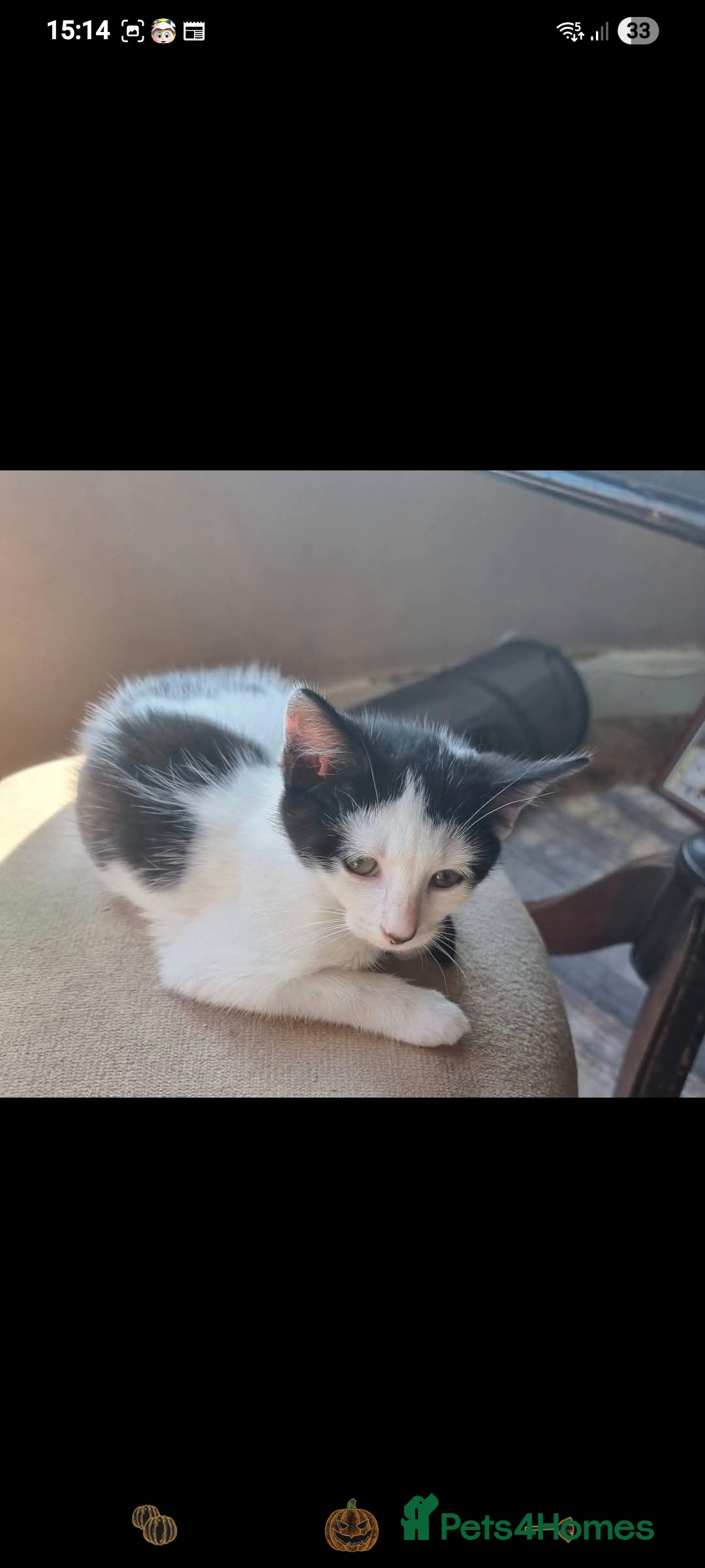 Domestic Shorthair cats for sale: Two tuxedo kittens  - Image 3