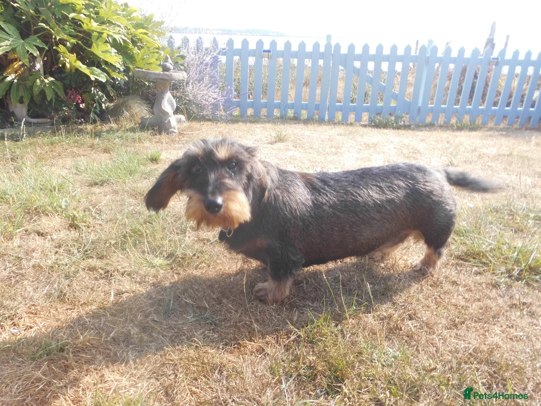 Dachshund dogs for sale: Wirehaired Dachshund in Ipswich - Advert 2
