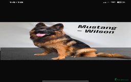 German Shepherd dogs for sale: German shepherd girl  kc registered  - Image 5