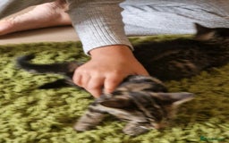 Mixed Breed cats for sale: Kittens - Image 11