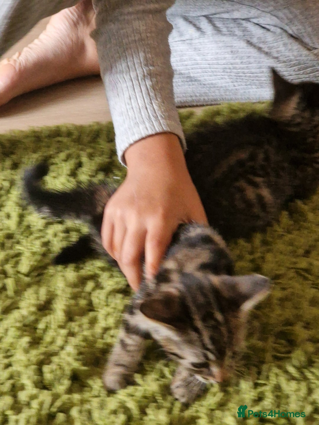 Mixed Breed cats for sale: Kittens - Image 11