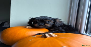 Cavapoo dogs - Advert 1