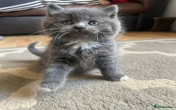 Mixed Breed cats for sale: 2 little fluffy kittens - Image 6