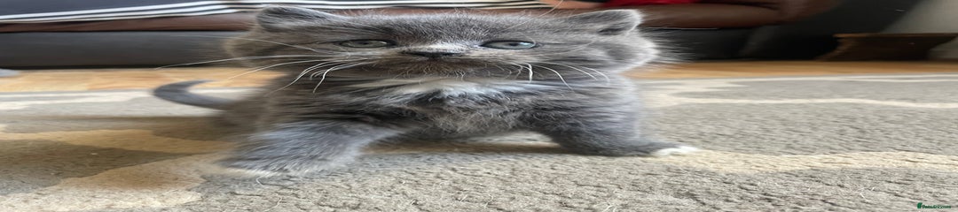 Mixed Breed Kitten 2