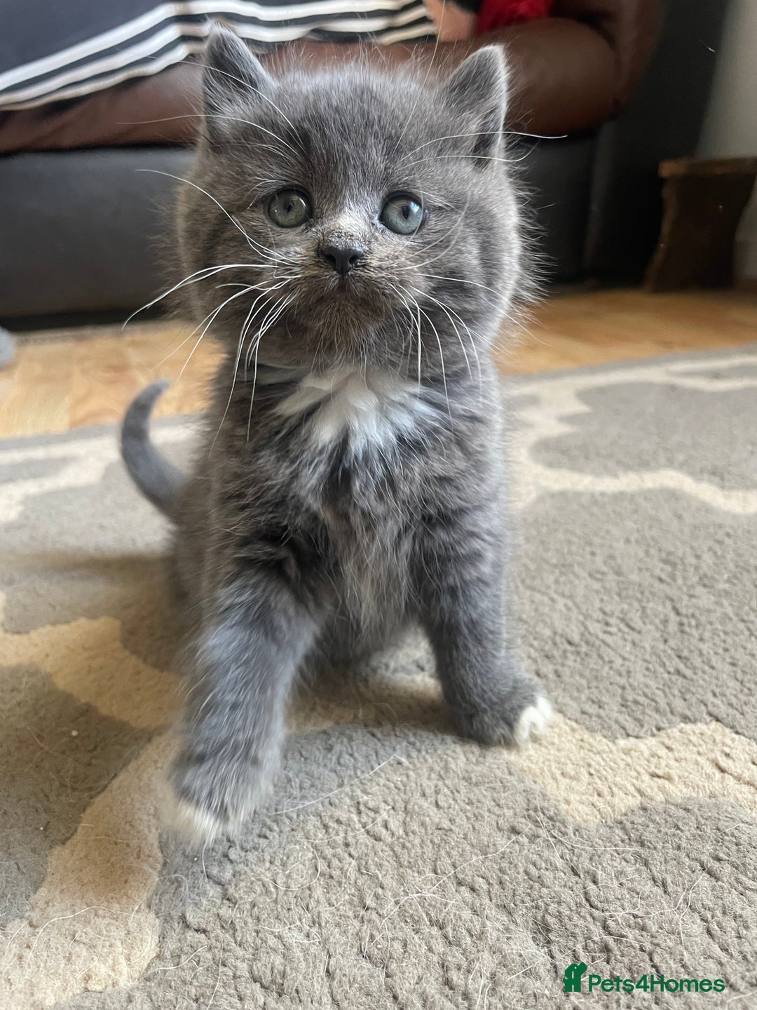 Mixed Breed cats for sale: 2 little fluffy kittens - Image 6