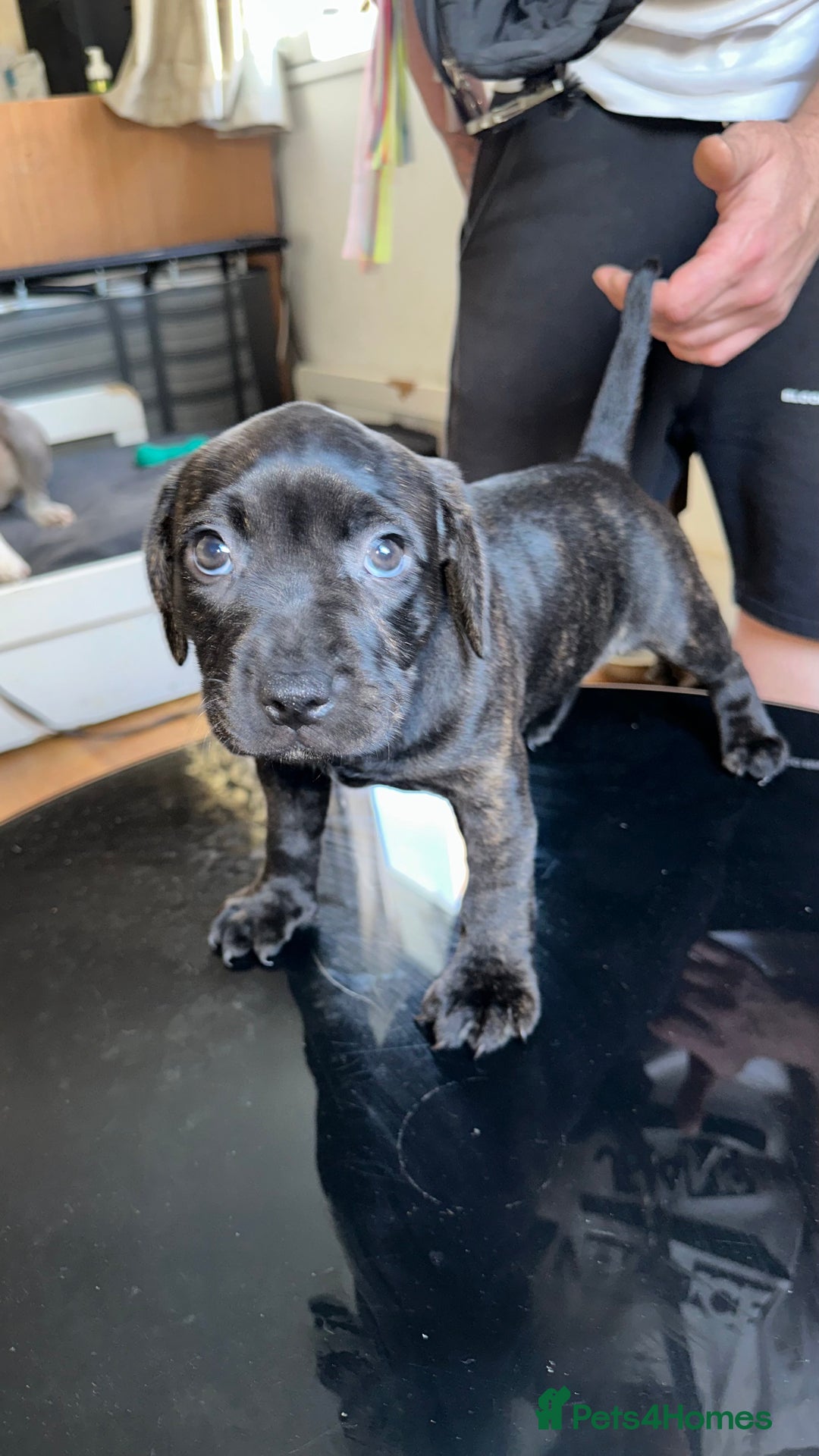 Staffordshire Bull Terrier dogs for sale: Litter - Image 1