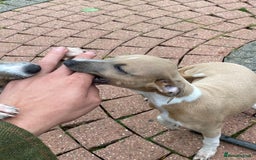 Mixed Breed dogs for sale: 2 beautiful Italian greyhounds  - Image 10