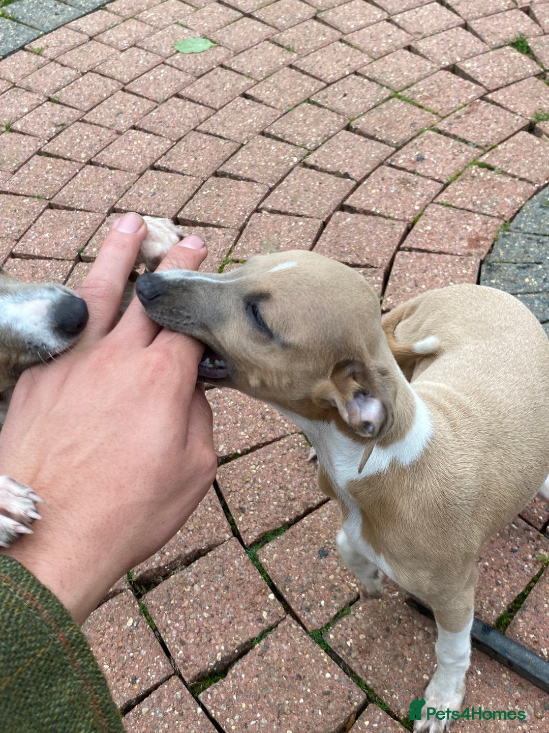 Mixed Breed dogs for sale: 2 beautiful Italian greyhounds  - Image 10