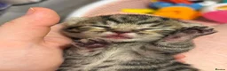 Mixed Breed cats for sale: X2 Male kittens (Ready from 15/08/26) in Buntingford - Advert 6