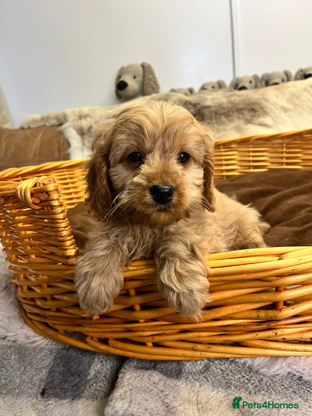 Cavapoo dogs for sale: stunningly stunning F1 Cavapoos - Advert 7