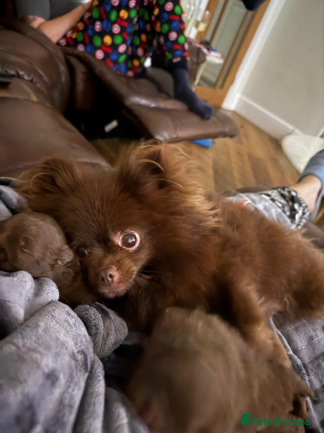 Pomeranian dogs for sale: Tiny pomeranian chocolate teddy - Advert 7