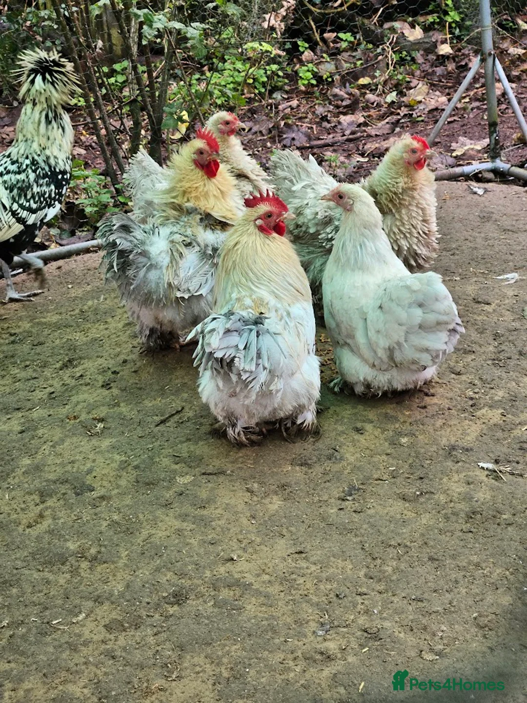 Chickens poultry for sale: Hatching Eggs Australorp Legbar Olive Polish Wyand - Advert 15
