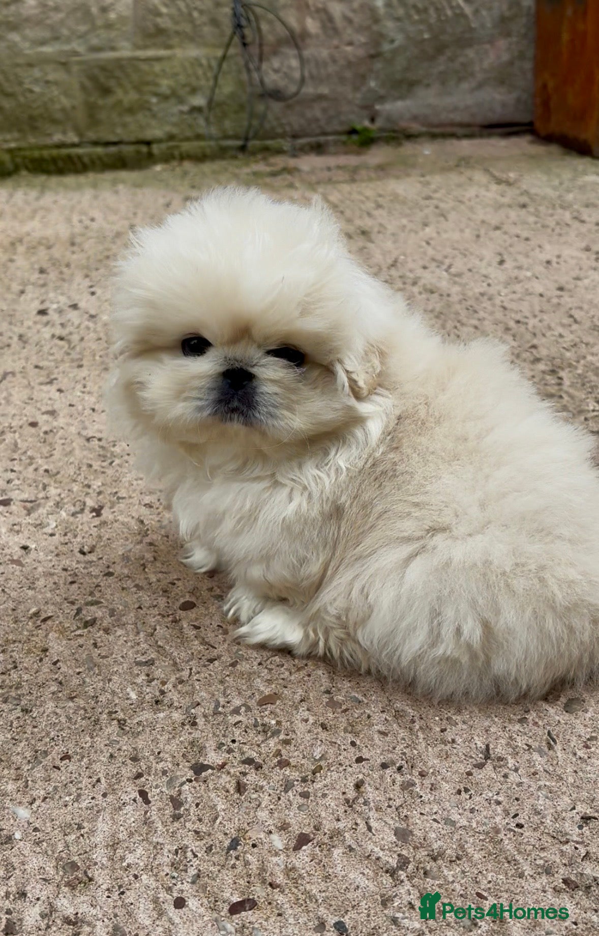 Pekingese dogs One girl left. KC Registered Pekingese Puppies - Advert 2