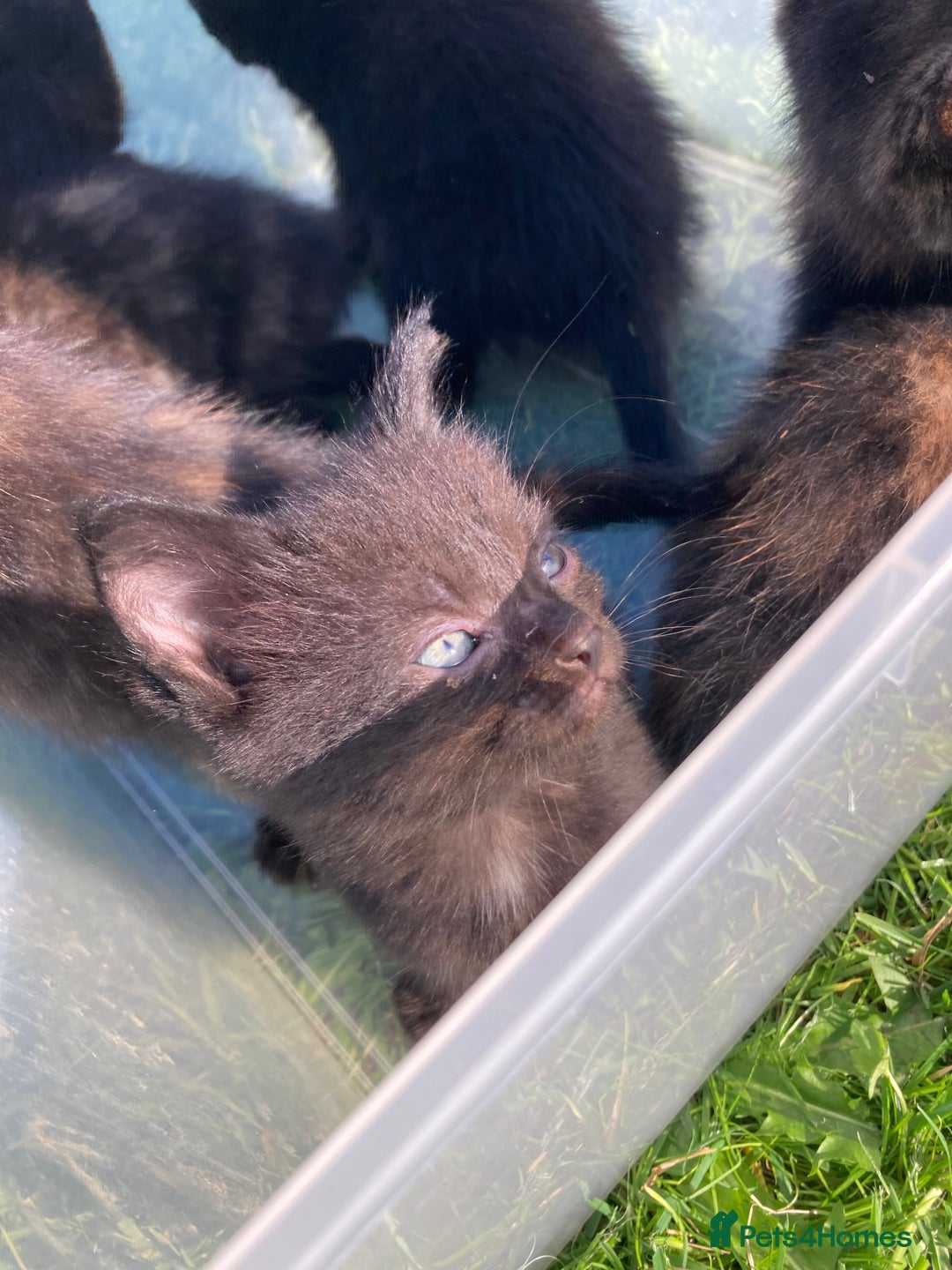 Mixed Breed cats for sale: Semi Longhaired Kittens - Image 7