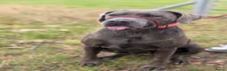 Mixed Breed dogs for sale: Beautiful bandog cross - Advert 2