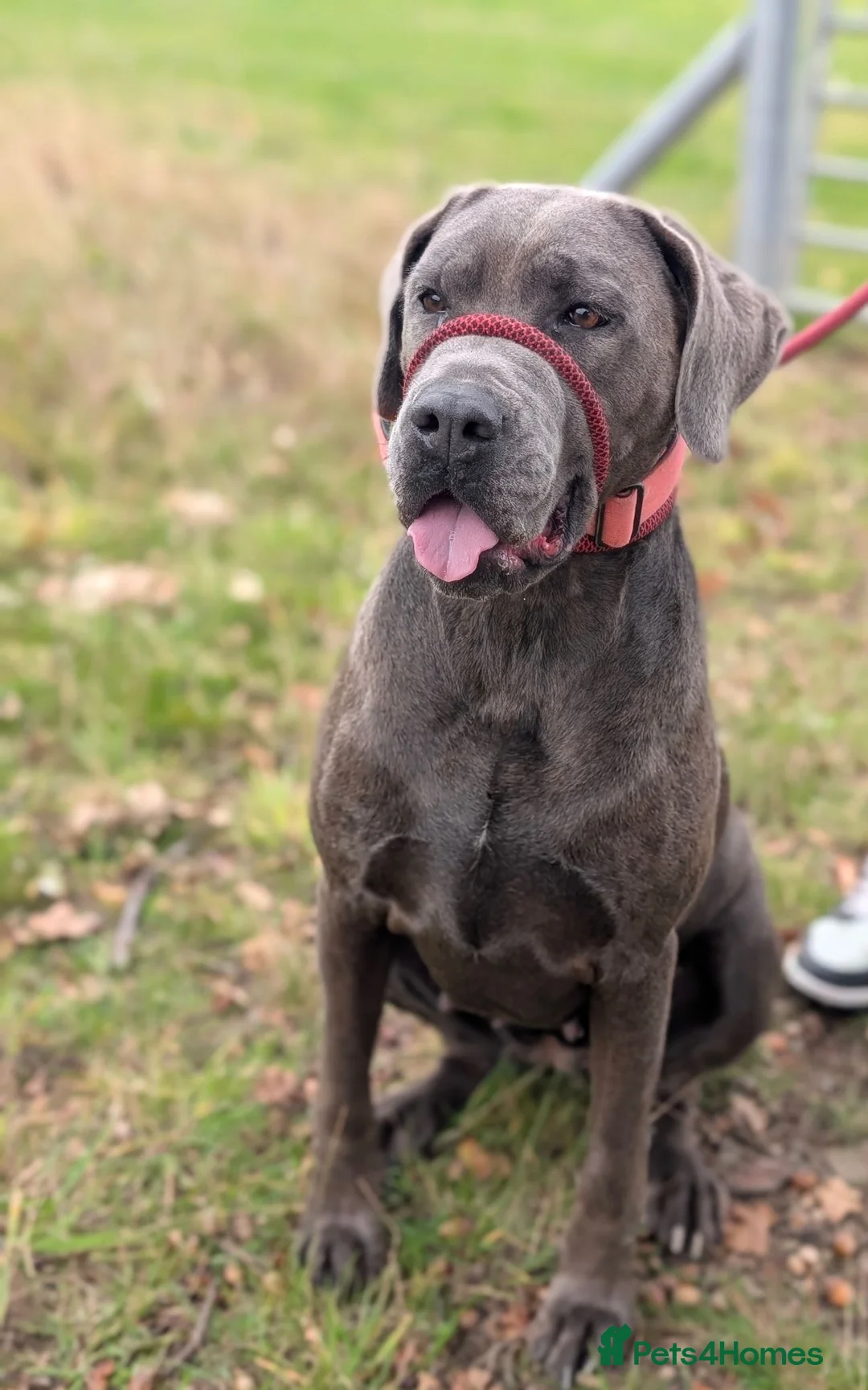 Mixed Breed dogs for sale: Beautiful bandog cross - Advert 2