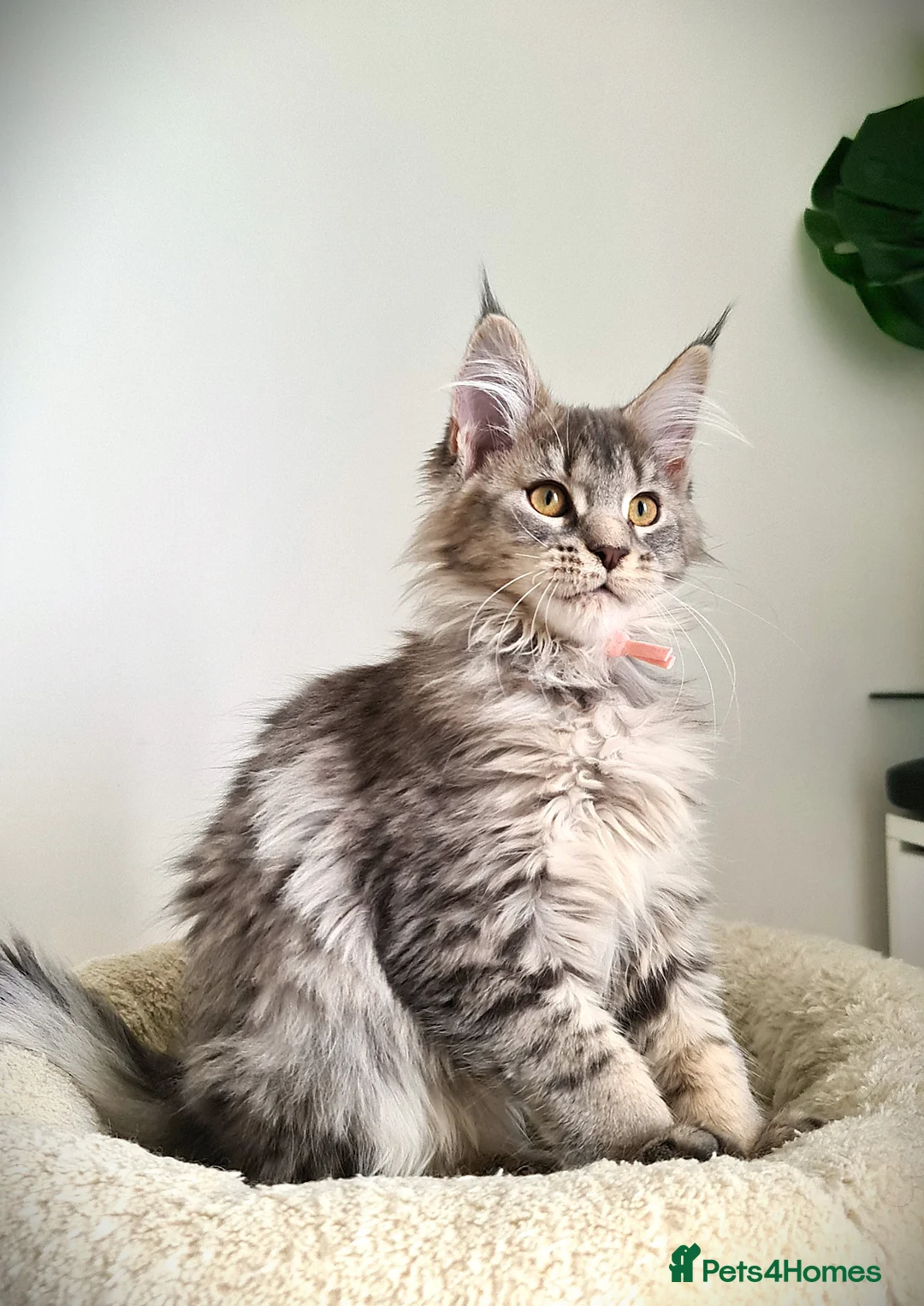 Maine Coon cats for sale: STUNNING 4️⃣ PEDIGREE MAINE COON KITTENS READY ❗❗❗ - Advert 18