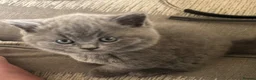 British Shorthair cats for sale: British Shorthair Kittens Berkshire - Advert 8