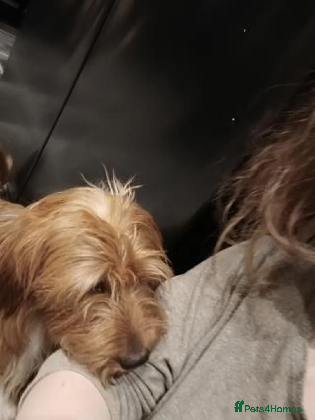 Mixed Breed dogs for sale: Dachshund Lhasa cross Male - Advert 5