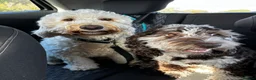 Cockapoo dogs for sale: Male Cockapoo dog looking for his forever home - Advert 14