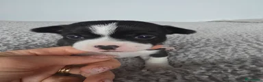 Chihuahua Puppy 3