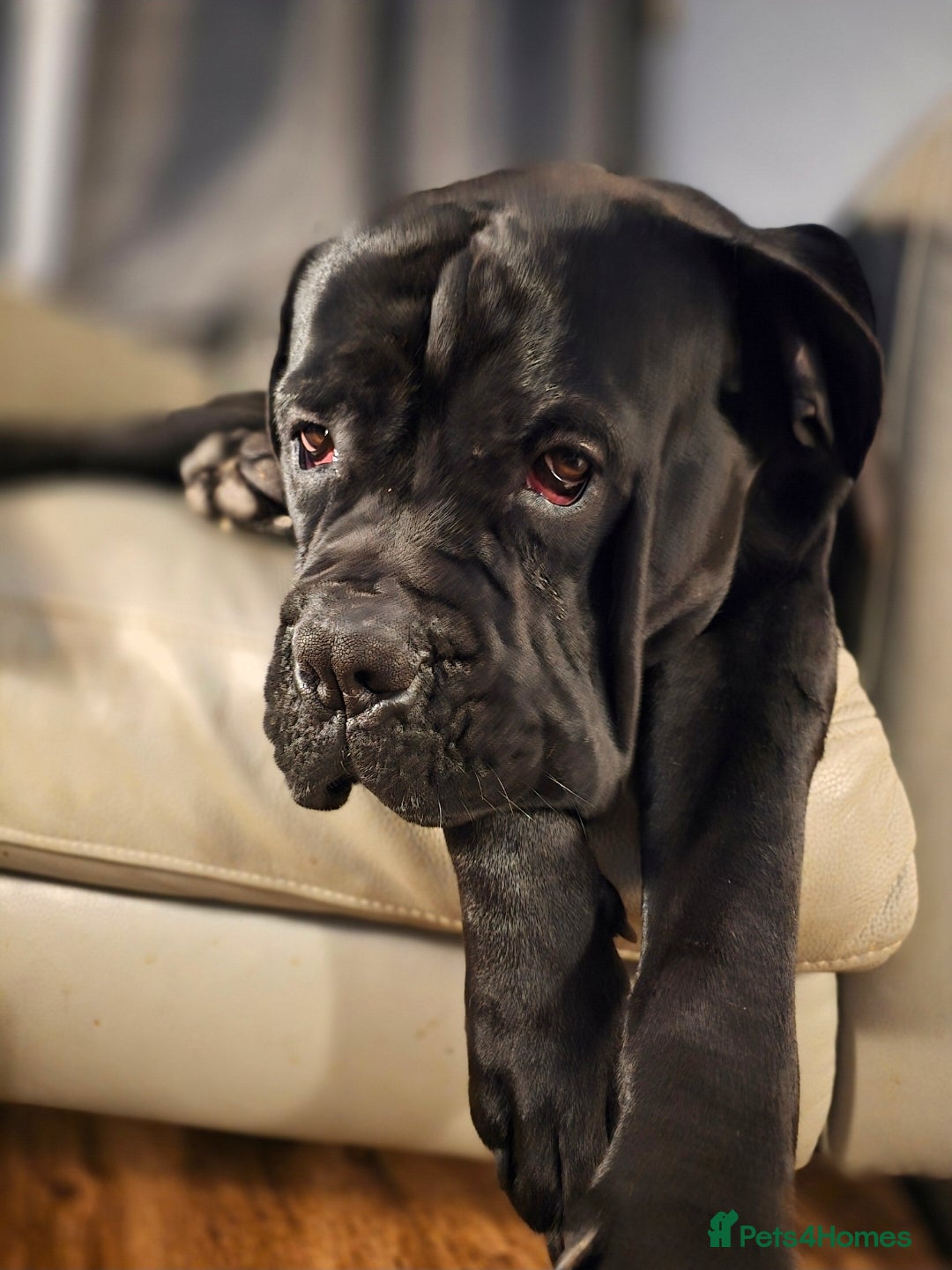 Cane Corso dogs for sale: Arlo - Cane Corso 2 yrs old - Advert 3