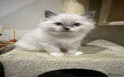 Ragdoll cats for sale: 5 beautiful Ragdoll kittens - Image 4