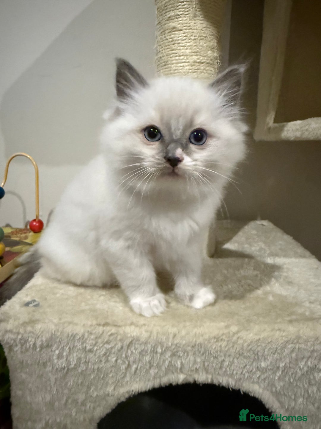 Ragdoll cats for sale: 5 beautiful Ragdoll kittens - Image 4