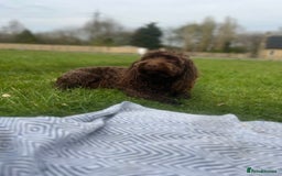 Cockapoo dogs for stud: 🍪 COOKIE. FOR STUD  - Advert 13