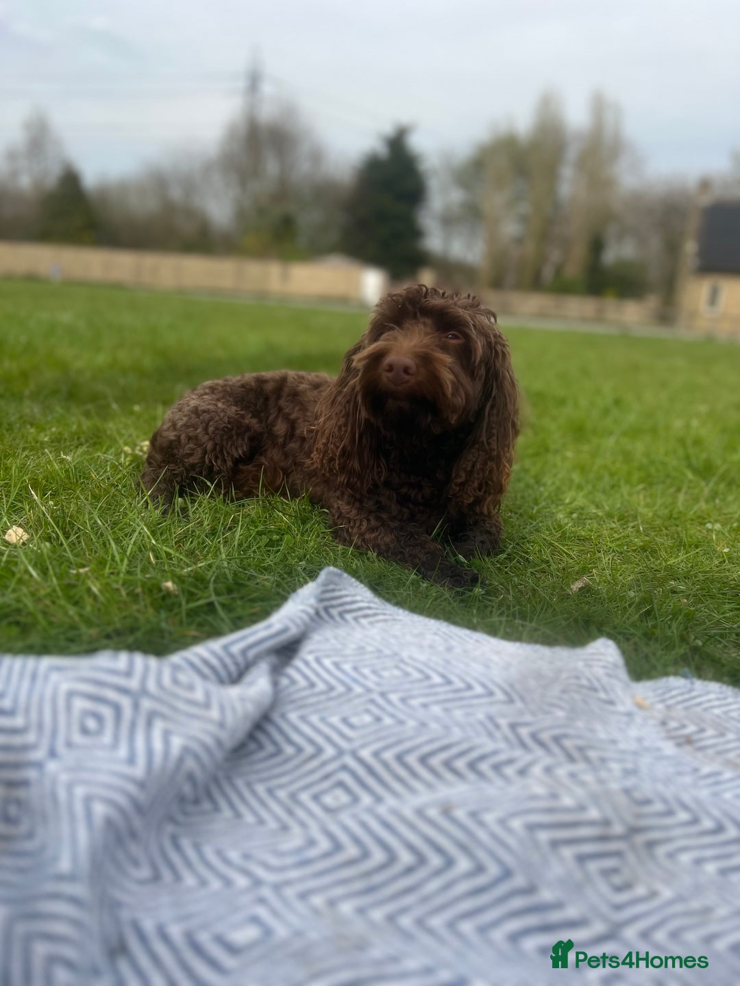 Cockapoo dogs for stud: 🍪 COOKIE. FOR STUD  - Advert 13