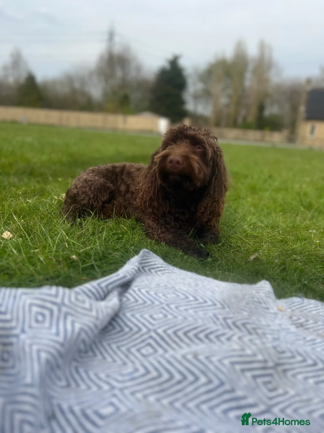 Cockapoo dogs for stud: 🍪 COOKIE. FOR STUD  - Advert 13