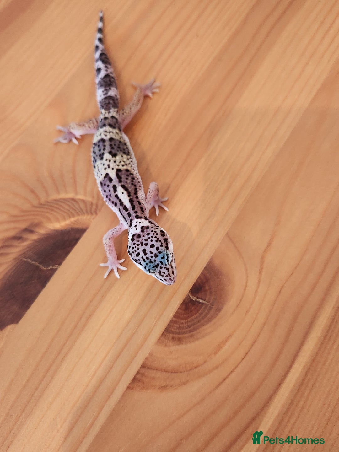 Leopard Gecko reptiles for sale: Baby Leopard Gecko - Mack Snow Morph - Image 4