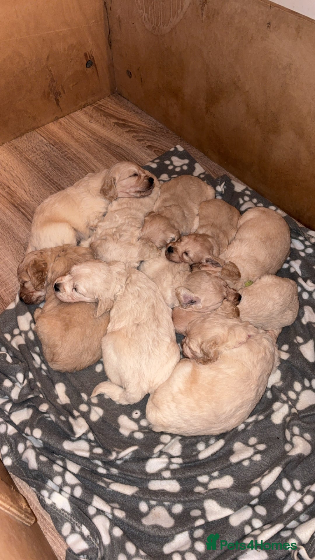 Mini Goldendoodle dogs for sale: 10 beautiful Miniature F1 GoldenDoodle puppies - Advert 25