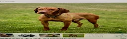 Hungarian Vizsla dogs for sale: KC REG & HEALTH CHECKED PARENTS & PUPS - Advert 22